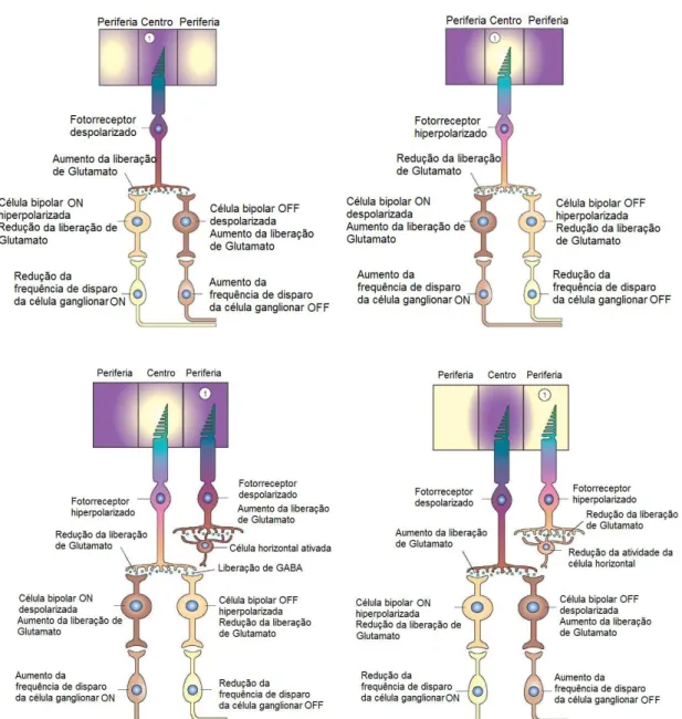Figura  5.  Ativação  das  células  bipolares  ON  e  OFF  (Adaptado  de  http://what-when- http://what-when-how.com/neuroscience/visual-system-sensory-system-part-2/