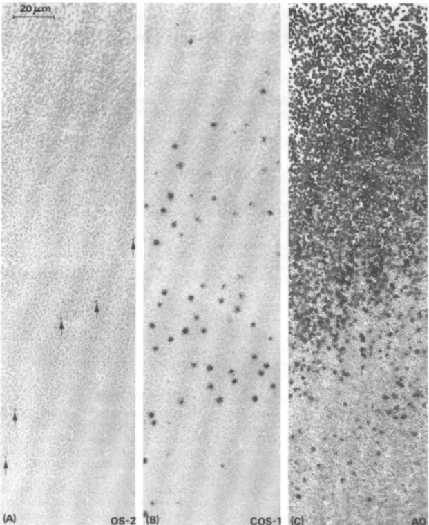 Figura 6. Distribuição de fotorreceptores na retina de ratos. Em A os cones UV, em B  os cones M e em C os bastonetes (SZEL; ROHLICH,1992)
