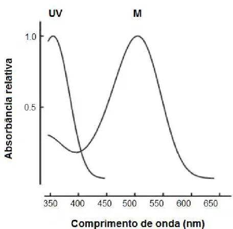 Figura 7. Curvas de absorção espectral dos cones tipo UV e M encontrados na retina  de ratos (Adaptado de JACOBS; FENWICK; WILLIAMS, 2001).