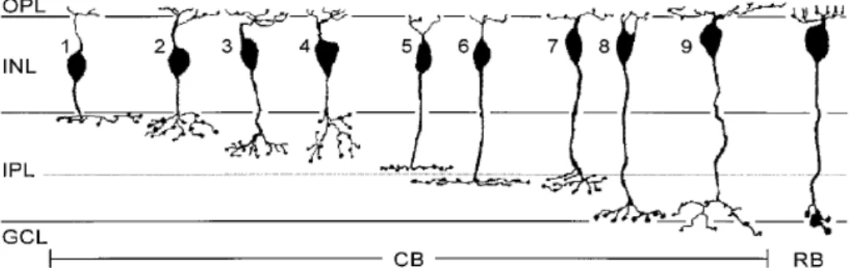 Figura  9  Diagrama  das  células  bipolares  encontradas  na retina  de  ratos.  Nove  (1-9)  são células bipolares de cones (CB) e uma é célula bipolar de bastonetes(RB)