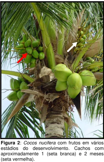 Figura  2:  Cocos  nucifera  com  frutos  em  vários  estádios  do  desenvolvimento.  Cachos  com  aproximadamente  1  (seta  branca)  e  2  meses  (seta vermelha)