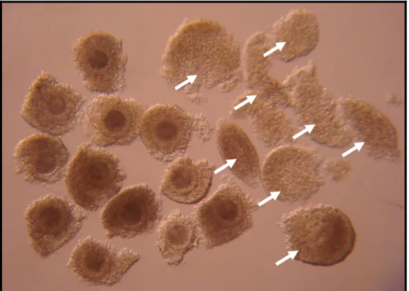 Figura  14:  Fotomicrografia  de  CCOs  bovinos  e  suas  respectivas  biópsias de células do cumulus oophorus indicadas pelas setas (60X)