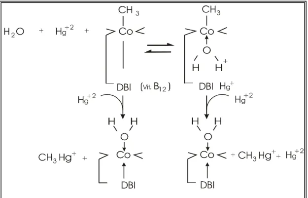 Figura  2  -  Mecanismo  da  transferência  do  grupamento  metil  da  vitamina  B 12   ao  mercúrio  (DBI=5,6   dimetil-benzil-imidazol) 
