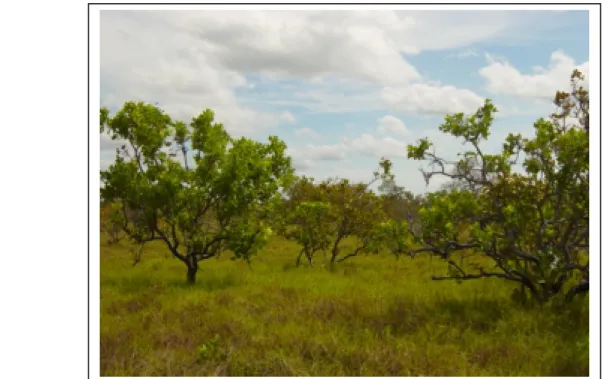 Figura 5. Savana arborizada na região do município de Bonfim.  