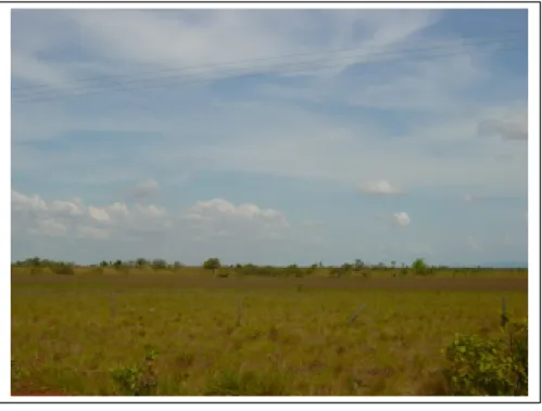 Figura 7. Fisionomia típica da savana gramíneo-lenhosa na região de Boa Vista, estado de  Roraima