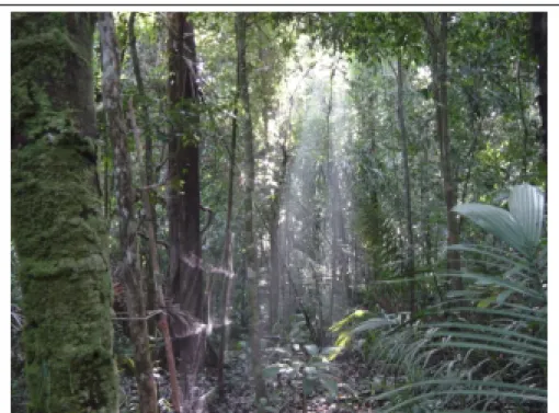 Figura 9. Floresta ombrófila de terras-baixas (terra-firme) na região do médio rio Mucajaí