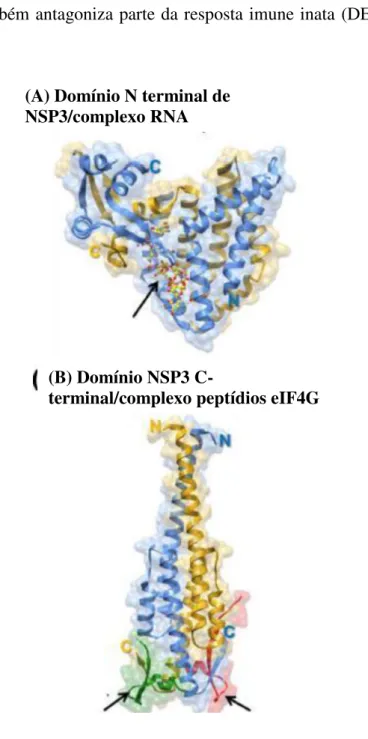 Figura  6:  A-  Homodímero  do  domínio  de  ligação  do  terminal  N  de  NSP3  ao  complexo  RNA  e  B-  estrutura do domínio NSP3 C-terminal em complexo com péptidos eIF4G