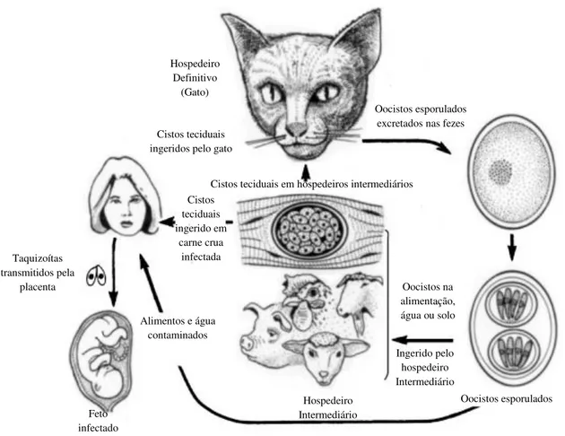 Figura 1 - Ciclo evolutivo do T. gondii .