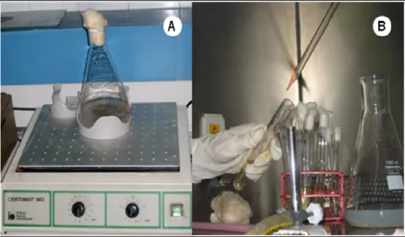 Figura  8:  Homogeneização  de  solução  contendo  amostra  de  ostra  (A)  e  inoculação  da  amostra em Caldo Lauril Sulfato Triptose (B)