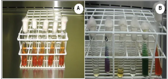 Figura 11: Meio de cultura TSI (A) e testes de identificação bioquímica (B). Foto: Daniela M