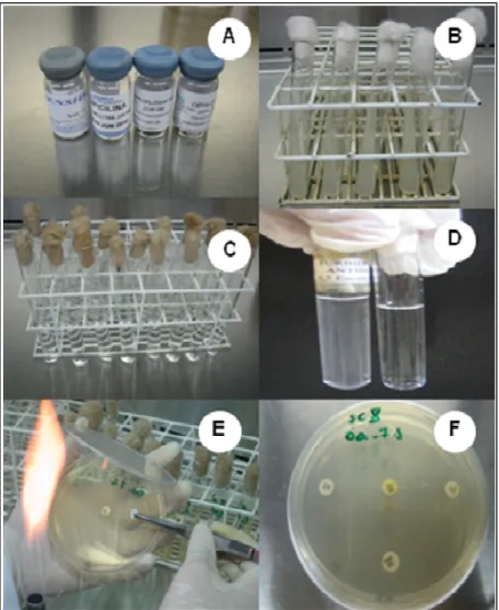 Figura 12: Discos embebidos com antibióticos (A), isolados de E. coli em Ágar TSA (B), água  de diluição (C), escala McFarland (D), placas de petri com Ágar Mueller-Hinyon (E e F)