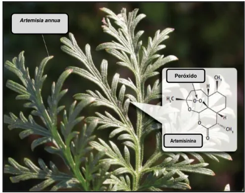 Figura 1  –  Artemisia annua L. (Fonte: adaptado de MILHOUS &amp; WEINA, 2010). 