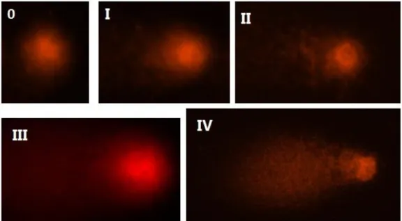 Tabela 1 - Percentual de viabilidade celular, analisada através do teste colorimétrico de  MTT,  das  culturas  de  mesencéfalo  ventral  dos  grupos  expostos  à  rotenona  em  concentrações  nanomolares  (nM)  de  rotenona  por  24  ou  48  horas