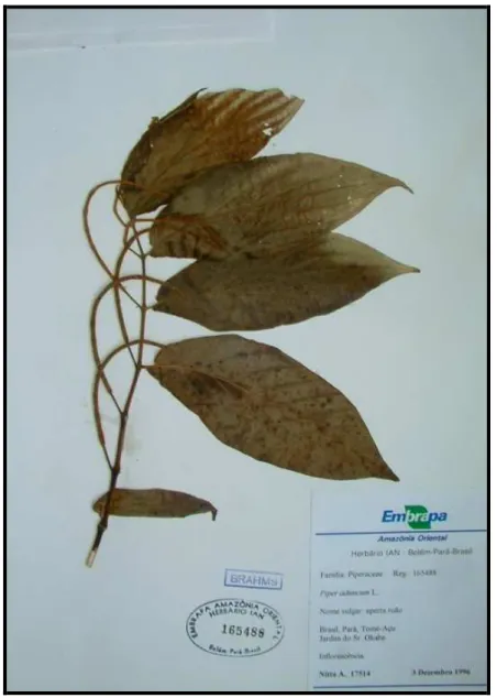 Figura 3- Folhas de Piper aduncum (Pimenta de macaco). Exsicata doada pelo Laboratório de Botânica  da EMBRAPA- Amazônia Oriental