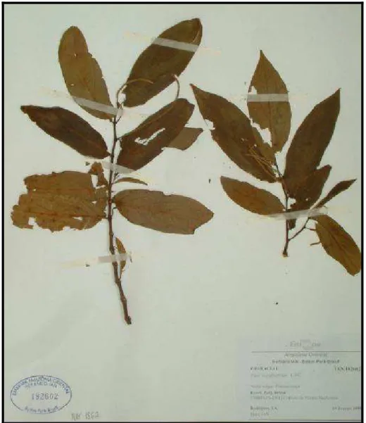 Figura 4- Folhas de Piper hispidinervum (Pimenta longa). Exsicata doada pelo Laboratório de Botânica  da EMBRAPA- Amazônia Oriental