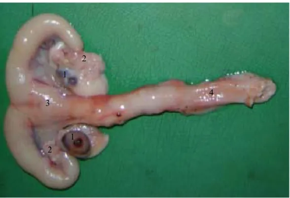 Figura 3 - Observação macroscópica do sistema genital feminino de caititu (1-ovários; 2-tubas  uterinas; 3-útero; 4-vagina)