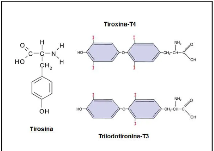 Figura  3.  Representação  esquemática  da  fórmula  estrutural  do  aminoácido  tirosina,  do  hormônio  tiroxina-T4  e  do  hormônio  triiodotironina-T3