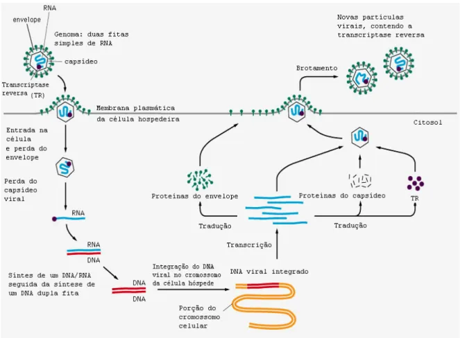 Figura  2  –  Representação  esquemática  da  replicação  dos  retrovírus  (Adaptado  de:  