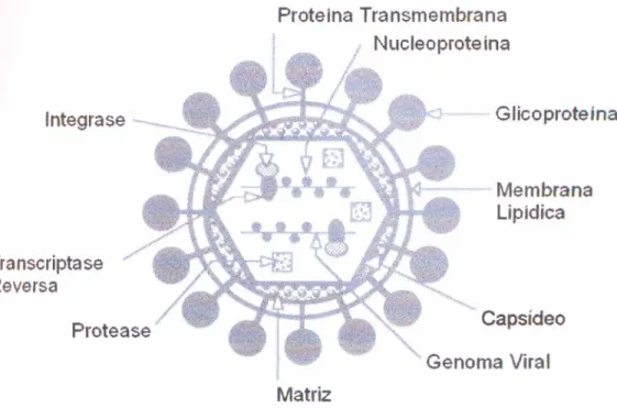 FIGURA 1: Representac;ao esquematica do H T L V -I e as diferentes proteinas que compoem a particula viral (Adaptado de Zaninovic e t a I., 1 9 9 2 ).