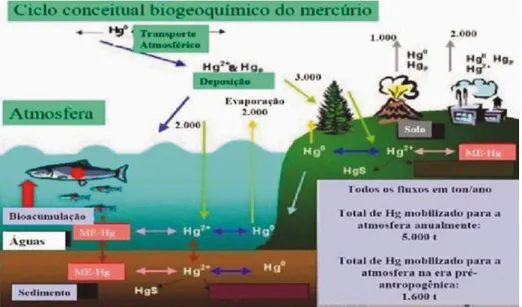 Figura 1. Ciclo biogeoquímico do mercúrio. 