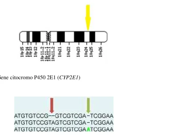Figura 3 : INDEL  Marcadores genéticos que apresentam variações dos tipos inserção e  deleção de pequenos fragmentos de DNA, sendo, portanto, considerados como  polimorfismos  bialélicos