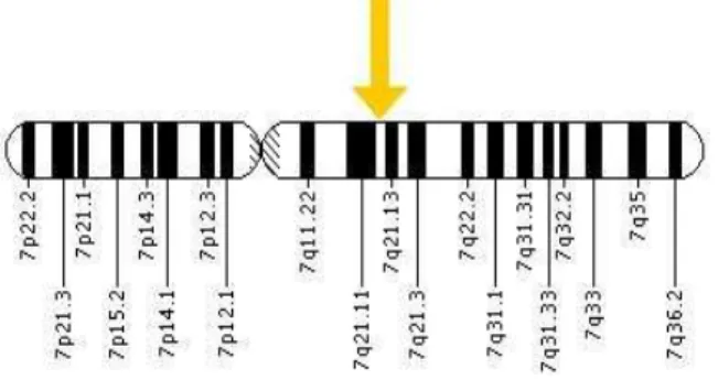Figura 4: Cromossomo 7 na região 7q21.12  2.4.3 Gene  AHRrs 2066853 