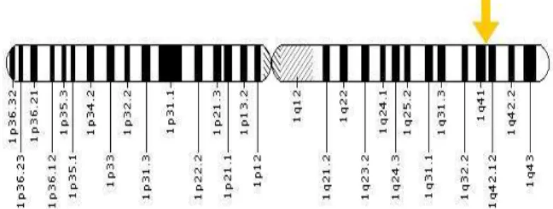 Figura 6: Cromossomo 1 na região 1q42.12  2.4.5 Gene  PON1 rs662  rs 854560 