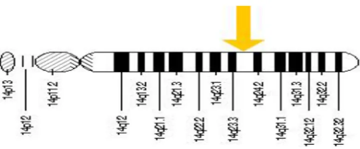 Figura 7 : Cromossomo 14, na região 14q24  3  JUSTIFICATIVA  