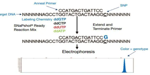 Figura 9:  A leitura da técnica de SnaPshot a partir da eletroforese capilar, em um sequenciador  automático, de um polimorfismo de base única de uma sequencia de DNA (Fonte: invitrogen 2013)