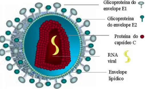 Figura  1  -  Estrutura  morfológica  do  HCV  (Adaptado  de  PHYSICIANS’  RESEARCH  NETWORK &lt;http:// www.prn.org/&gt;)