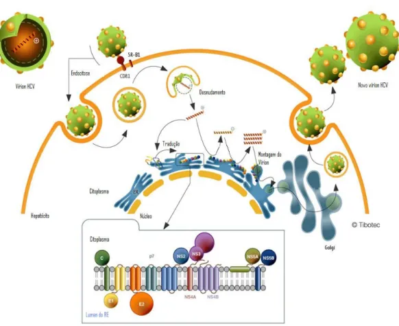 FIGURA 3 - Ciclo de replicação do HCV.  Partículas de HCV se ligam à célula hospedeira via  interação  específica  entre  as  glicoproteínas  do  envelope  e  receptores  celulares