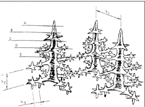 Figura 3.4. Esquema ilustrativo do aspecto morfológico de crescimento dendrítico  unidirecional e indicação dos espaçamentos dendriticos primários ( λ 1 ), secundários 