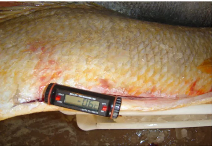 Figura 4: Verificação de Temperatura de peixe na  Indústria que beneficia  Pescado sob  Inspeção Federal.