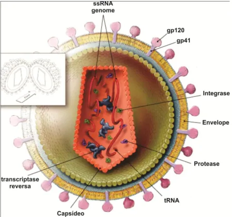 Figura 05: Agente Causador da Imuno Deficiência  –  Retrovirus RNA Envelopado  Fonte: http://www2.bc.cc.ca.us/bio16/final_hiv.htm 