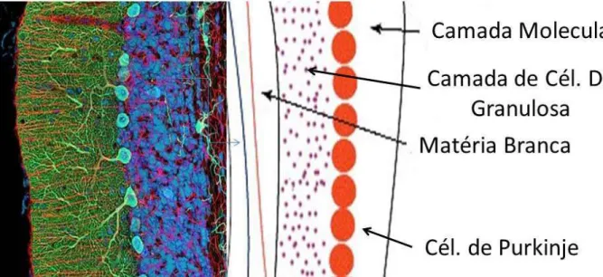 Figura  3  –   Corte  histológico  transversal  do  Cerebelo  (esquerda)  em  que  é  possível  observar  a  camada  de  Células  da  Molecular  (verde),  camada  de  Células  da  Granulosa  (azul),  Matéria  Branca  (vermelho) e as células de Purkinje (po