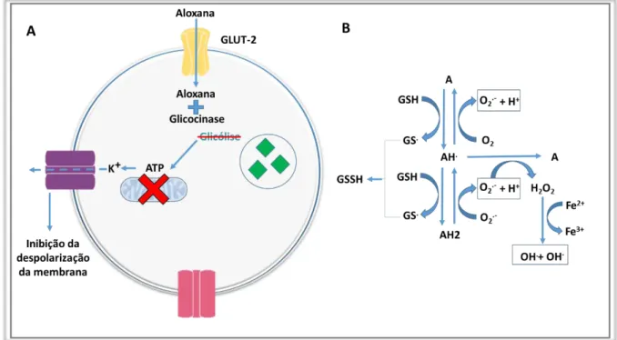 Figura 2  –  Mecanismos citotóxicos da aloxana. A esquerda, mecanismo de inativação da liberação  de insulina nas células  β  do pâncreas induzida por glicose