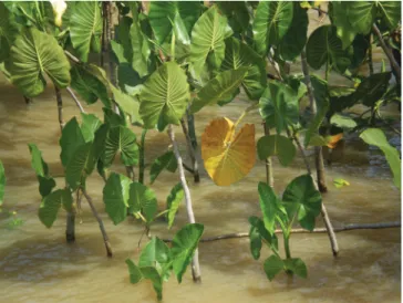 Figura 1. Folha senescente de M. linifera ligada à planta, utilizada pelos  ribeirinhos amazônicos no preparo de um chá para tratar doenças do fígado 