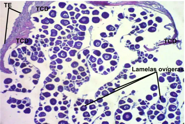 Figura 3- Fotomicrografia mostrando a organização estrutural do ovário, lamelas 