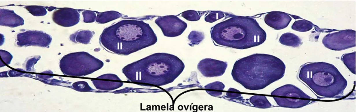 Figura 4- Fotomicrografia de um ovário no estádio de repouso onde é destacada a  lamela ovígera contendo os oócitos I e II