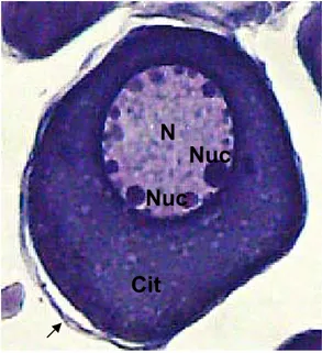 Figura 5-Fotomicrografia mostrando  em detalhe um ninho de oogônias  (NO); citoplasma de uma oogônia  (Cit); núcleo (N); nucléolo (Nuc); 