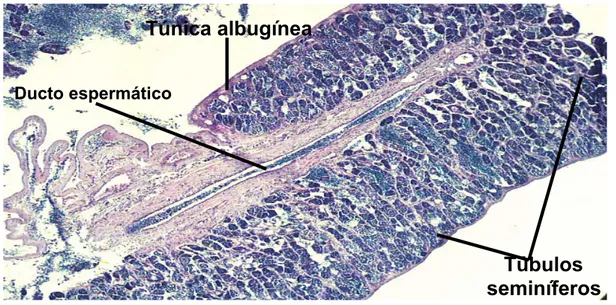 Figura 13- Fotomicrografia mostrando a organização estrutural do testículo, no qual  são evidenciados os túbulos seminíferos, a túnica albugínea, o ducto espermático.