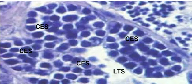 Figura 14- Fotomicrografia de cistos de espermatogônias secundárias (CES) no  testículo de um animal em estado de repouso; luz do túbulo seminífero (LTS)