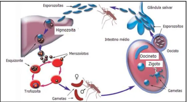 Figura 2: Ciclo do Plasmodium sp  Fonte: modificada de Winzeler, 2008. 