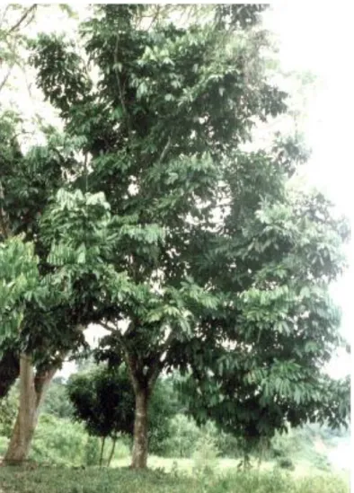 Figura 3: Árvore de andiroba (Carapa guianensis Aubl.)  Fonte: Boufleuer, 2004