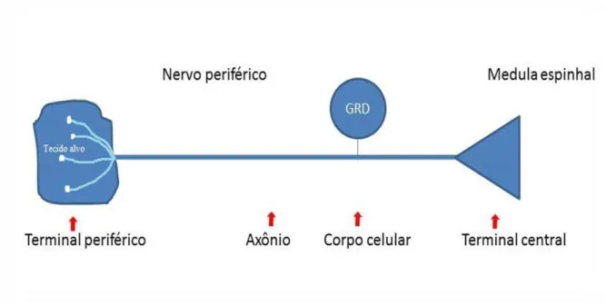 Figura  01.  Componentes  do  aferente  periférico,  que  recebe  os  estímulos  externos  e  traduz  para  chegar  ao  terminal  central  e  desencadear  a  primeira  sinapse
