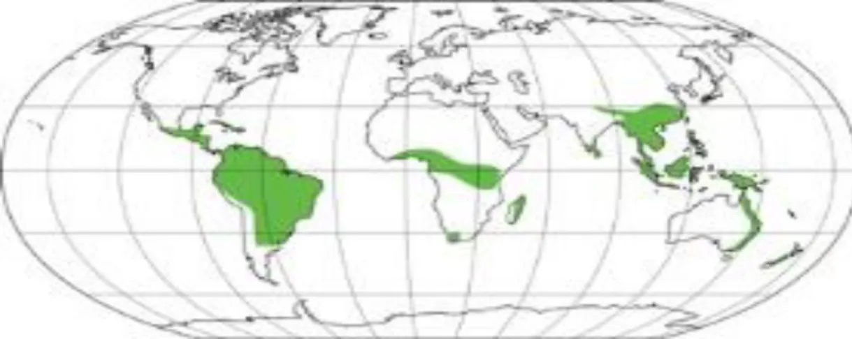 Figura 6: Distribuição pantropical da familia Piperaceae. Fonte: Laboratório de Sistemática de Plantas  Vasculares