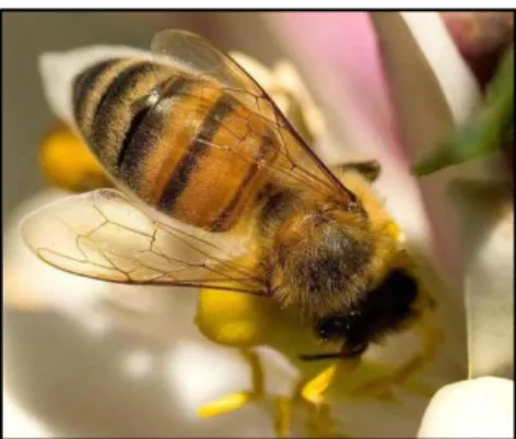 Figura  01  –  Abelha  Apis  melífera,  fora  da  colmeia,  fazendo  a  polinização  das  flores  e  coletando  o  néctar  de  uma  flor,  para  produção  de  mel  e  própolis