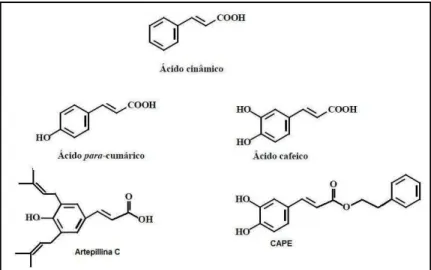 Figura 05 – Estrutura dos compostos fenólicos ácido p-cumárinico, ácido cafeico, Artepillina C e o  CAPE, todos sendo derivados do ácido cinâmico, e podem ser encontrados na própolis