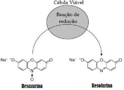 Figura 08: Mudança na estrutura química da resazurina após reação de redução ao entrar em  contato com células viáveis