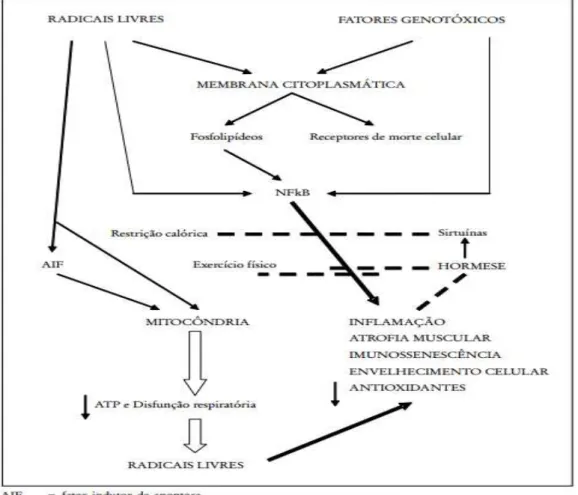 Figura 1. Mecanismos celulares e moleculares dos Radicais Livres na senescência e as defesas  antienvelhecimento